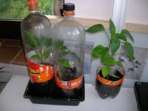faire une mini-serre avec bouteille plastique donner possibilité réutiliser zéro déchets