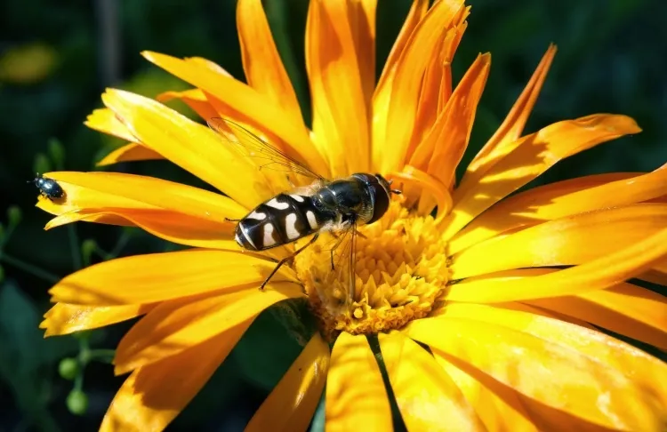 favoriser la biodiversité au jardin insectes pollinisateurs