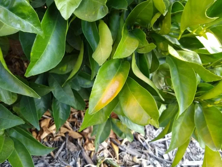 feuilles du citronnier jaunissent et tombent appliquer engrais spécialisé agrumes fois mois