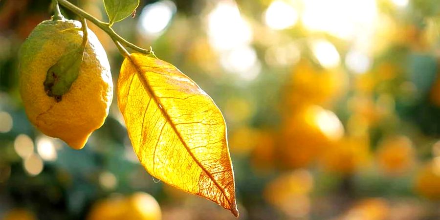 feuilles jaunes sur le citronnier 2026