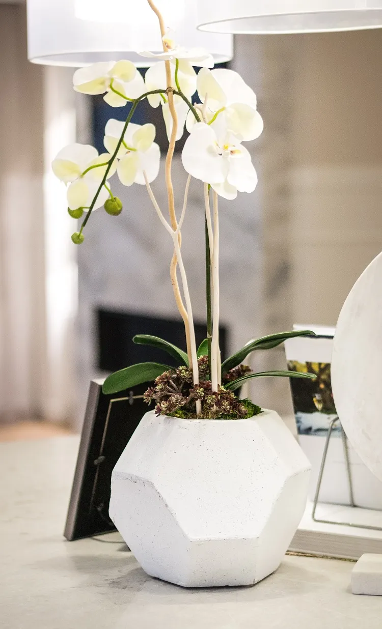 fumier engrais orchidee pour autres plantes