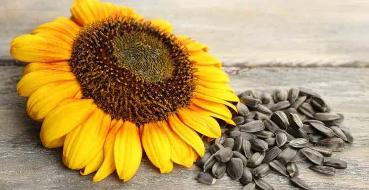 sunflower seeds in honor of Ukraine