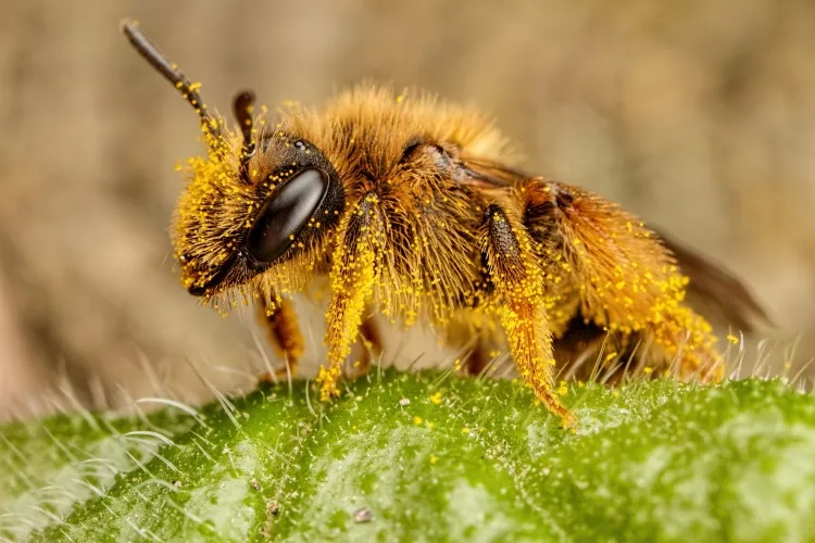 insectes utiles au jardin abeilles