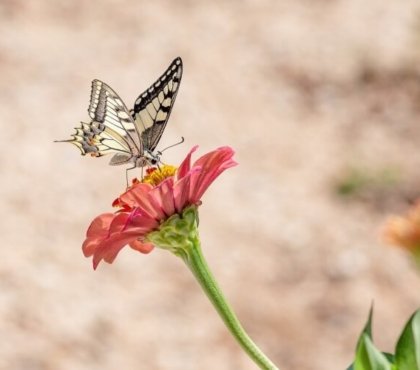 insectes utiles au jardin papillon