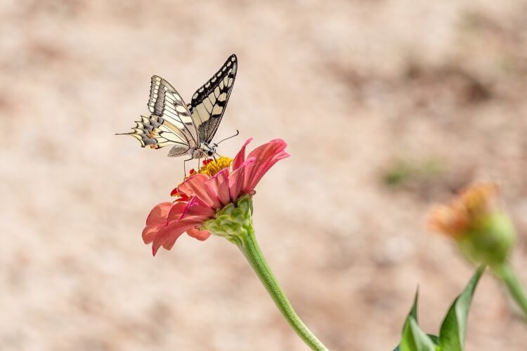 insectes utiles au jardin papillon