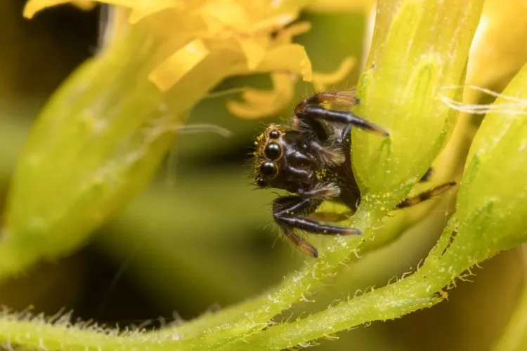 jardin biodiversité insectes pollinisateurs