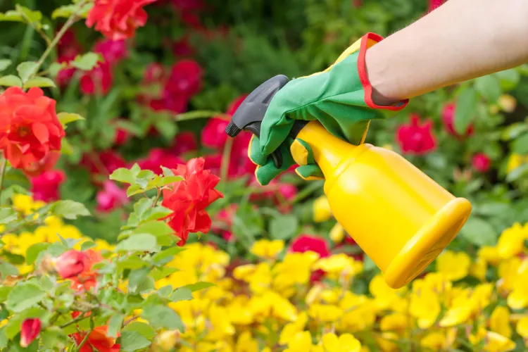 jardiner sans insecticide avec macération 2022