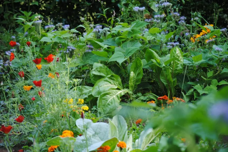 jardiner sans pesticide écologie 2022