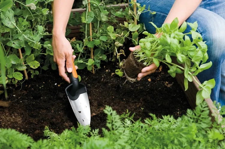 jardiner sans utiliser de pesticides 2022