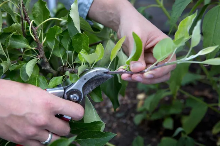 jardiniers débutants comment tailler pommier pour avoir bonne récolte pommes