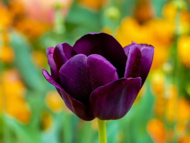 la tulipe violette symbolique mariage