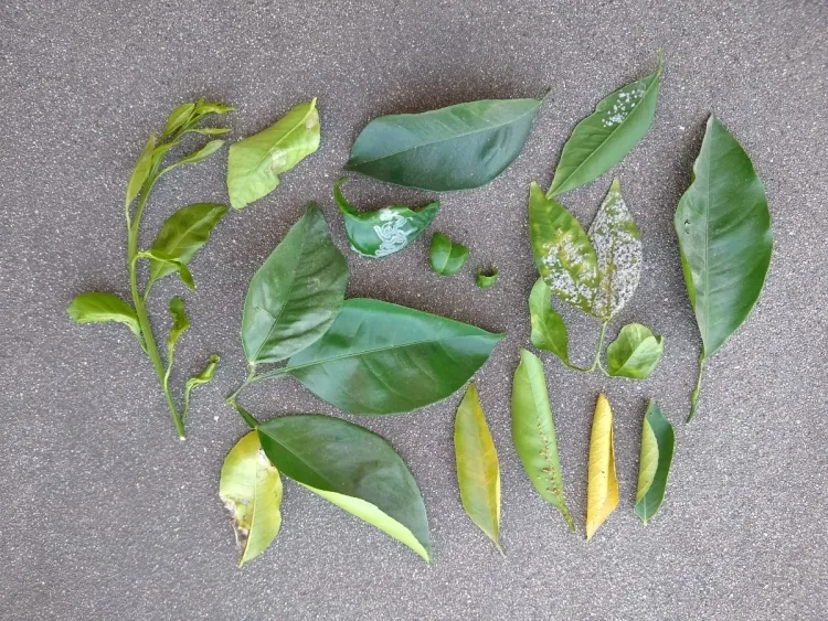 les feuilles du citronnier jaunissent arrosage insuffisant excessif infestations emplacement ombrageux