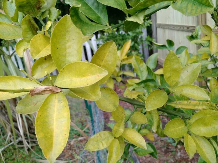 les feuilles du citronnier jaunissent originaires climats chauds plein soleil préférer sol se dessécher