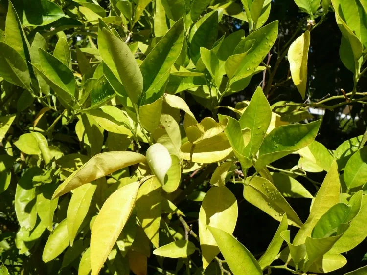 les feuilles du citronnier jaunissent particularités climat changer règle arrosage