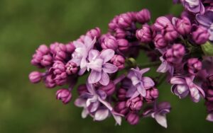 lilas des indes en pot entretien