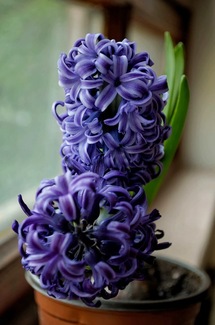 lilas en pot floraison