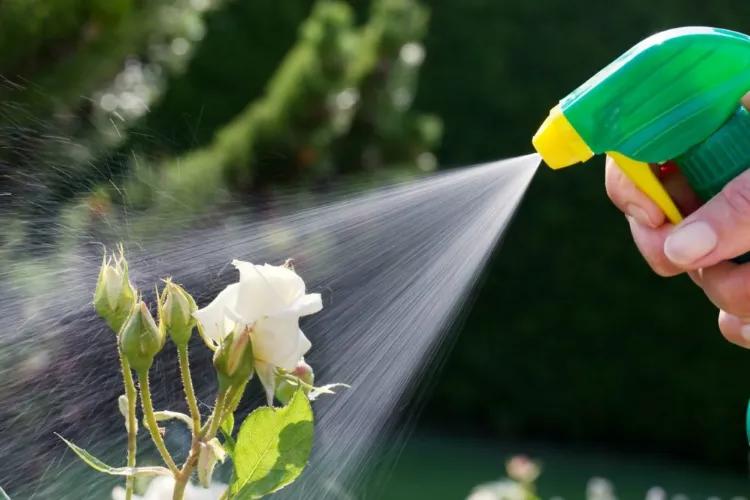 macération contre les insectes jardiner sans insecticide