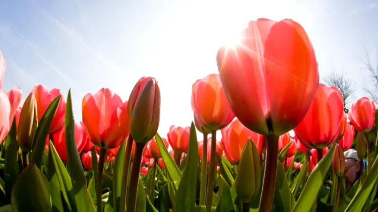 magnifiques tulipes à entretenir jardin 2022