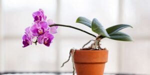 meilleur fumier pour stimuler la croissance et la floraison de l’orchidée