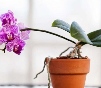 meilleur fumier pour stimuler la croissance et la floraison de l’orchidée