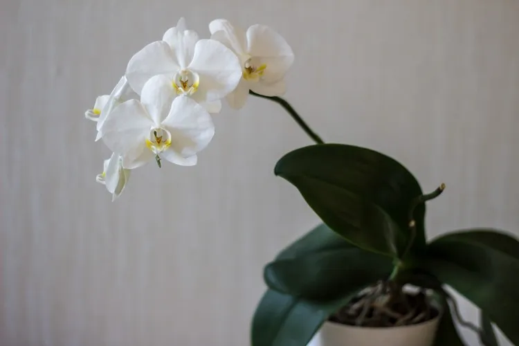 mon orchidée ne fleurit plus engrais naturel eau de cuisson astuce entretien orchidée