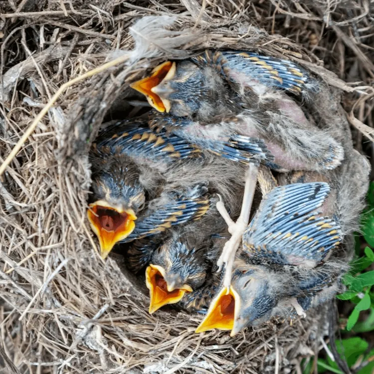 nourrir les oiseaux des jardins raison attirer plumeux écologique