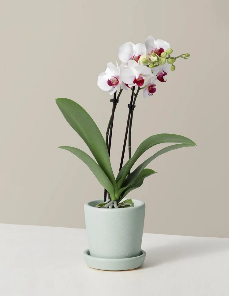 orchidée plante porte-bonheur signe astrologique