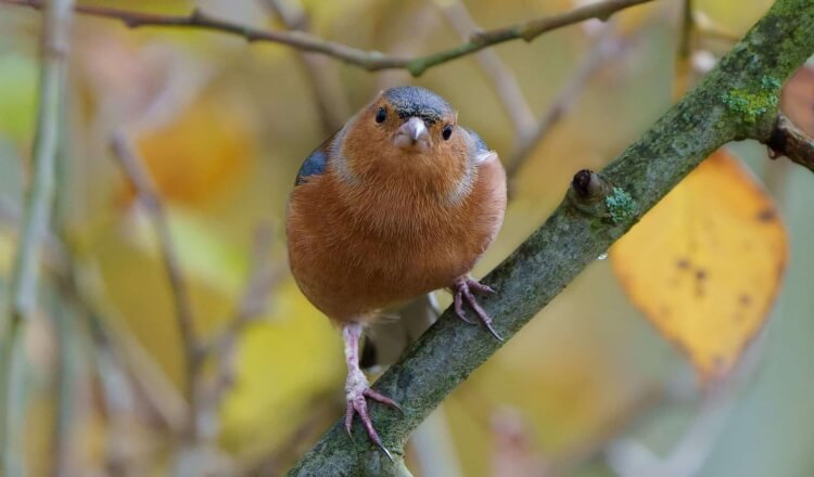 peut-on nourrir les oiseaux au printemps insectes rares régaler baies graines