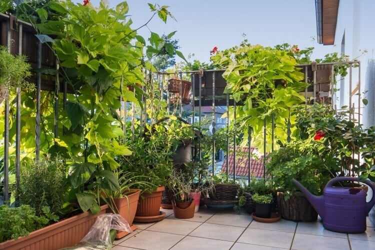 Plantes d'extérieur, balcon & terrasse – Jardinerie Briat