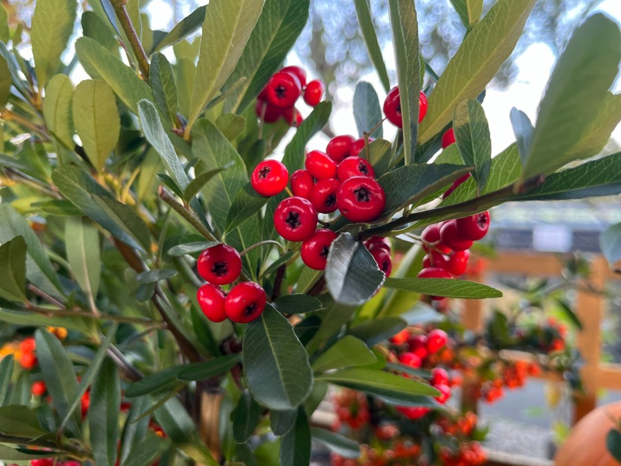 plante brise vue terrasse plein soleil
