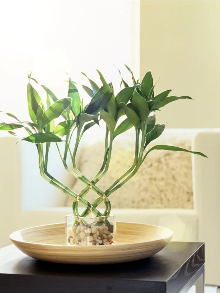 plante porte bonheur bambou joie amour argent paie maison intérieur