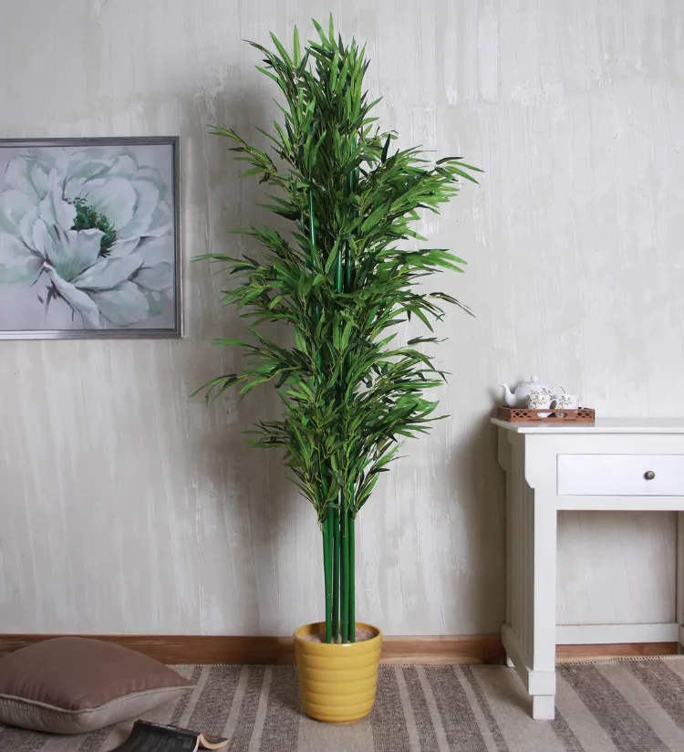 plante porte bonheur lucky bambou joie amour argent paie maison intérieur