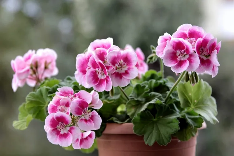 plantes absorbant les mauvaises odeurs pélargoniums connus capacité absorber mauvaises odeurs