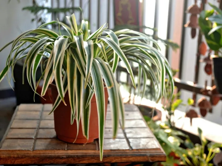 plantes contre les mauvaises odeurs chlorophytum oxygéner pièce absorber fumées toxiques