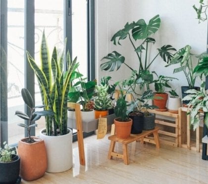 plantes contre mauvaises odeurs sentir odeur particulière chaque maison