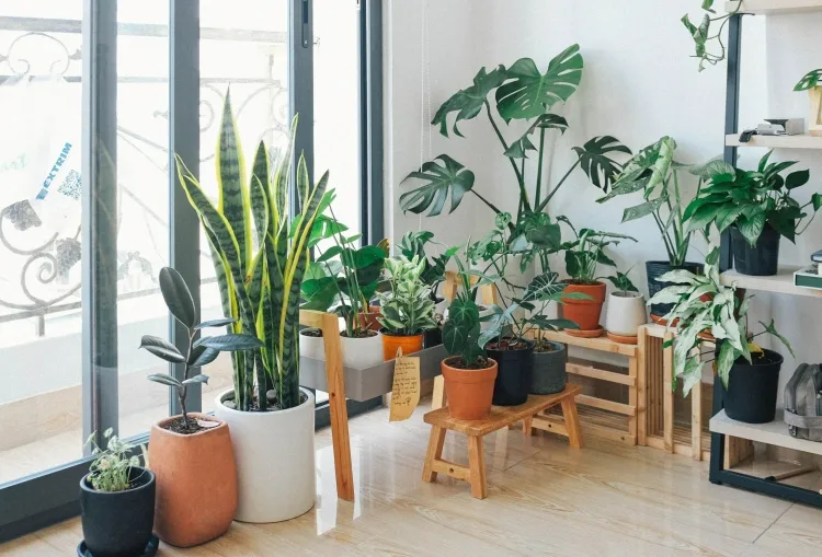 plantes contre mauvaises odeurs sentir odeur particulière chaque maison