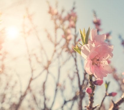 plantes dorment elles reveil