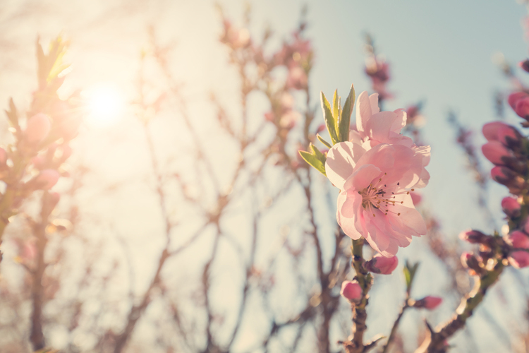 plantes dorment elles reveil