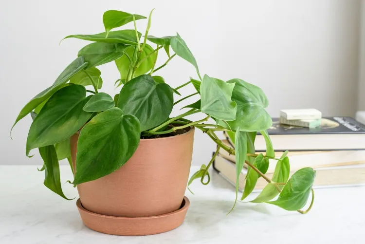 plants and astrological signs virgin philodendron productive organized workers
