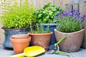 plantes répulsives insectes à planter au printemps