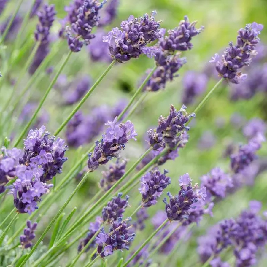 plantes répulsives