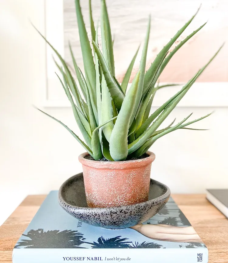 plantes vertes que vous devez absolument avoir-Aloe Vera à la maison