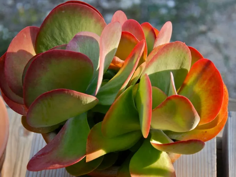 Kalanchoe zodiac plants perfectly complement dazzling passionate personality