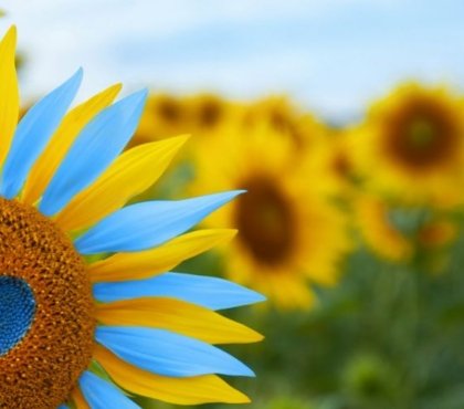 pourquoi et comment planter des graines de tournesol soutien à l'Ukraine 2022