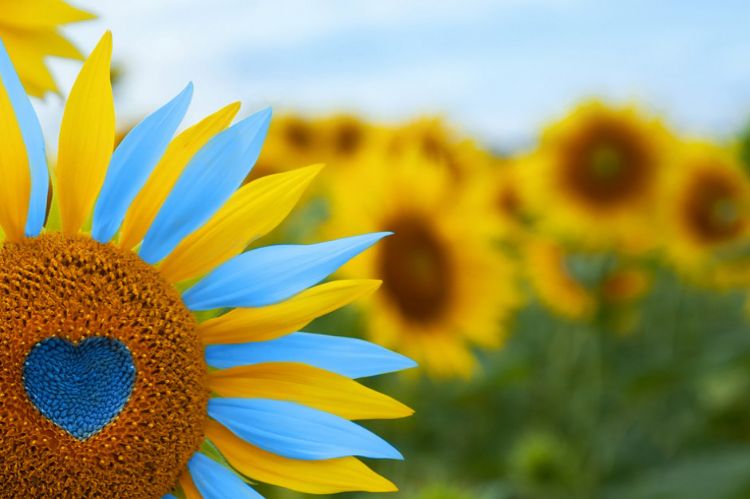 pourquoi et comment planter des graines de tournesol soutien à l'Ukraine 2022