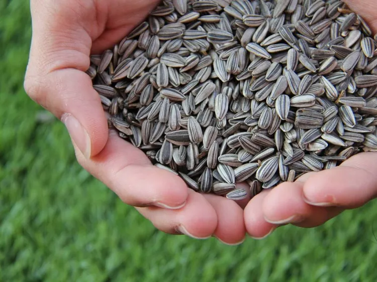 why plant sunflower seeds