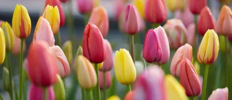 que doit-on savoir sur les tulipes 2022
