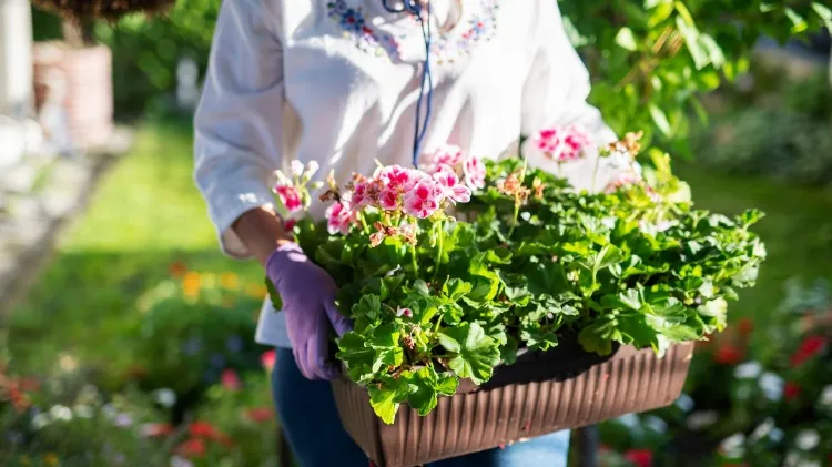 que planter en mars au jardin ornement quels plantes fleurs privilégier pendant printemps