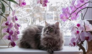 quel engrais pour orchidée naturel cendre astuce floraison orchidée