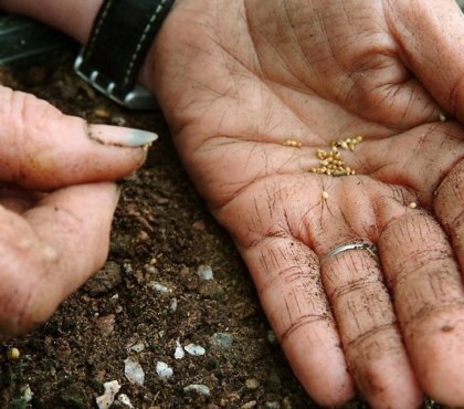 quels fruits légumes planter en mars au potager que semer pendant premier mois printemps